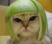 瓜皮猫
